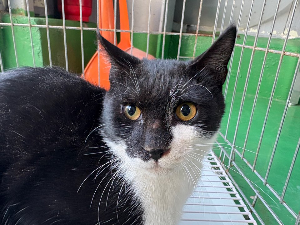 보호중 한국 고양이…